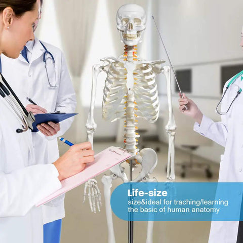 Life Size Skeleton Model With Nervous System For Med Students, 70.8 Inch Human Skeleton in classroom with doctors.