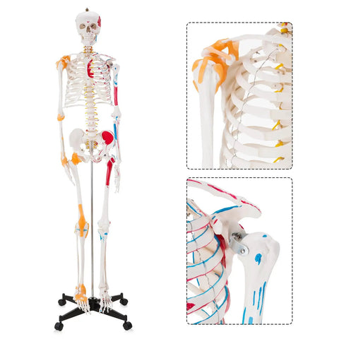 Life Size Human Skeleton Model With Spinal Nerves, Muscle Insertion And Origin Points, Removable Calvarium And Legs on stand