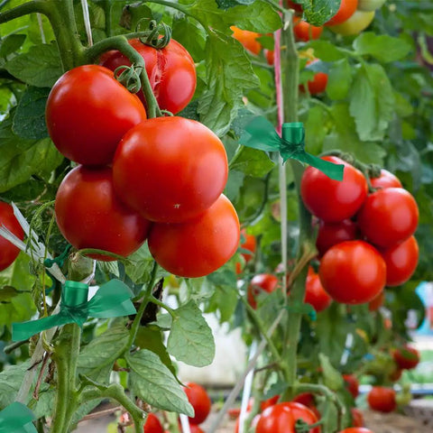 Tomato plants tied with 300 Feet Half Inch Stretch Plant Tape For Indoor Outdoor Garden Support All Purpose Heavy Duty Flexible Vinyl Ribbon