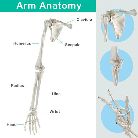 Life Size Upper Limb Skeleton Model With Movable Shoulder and Hand Joints, Clavicle and Scapula Included for Realistic Medical Education