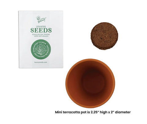 Bulk Daisy Planting Kit With 20 Genuine Terracotta 5cm Pots, Soil Pellets, And Seed Packets for easy planting, shown from above