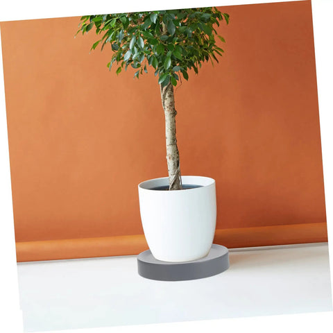 Heavy Duty Pot Trolley With Four Smooth Swivel Wheels Crafted as a No Sweat Garden Mover and Hella Tough Planter Cart for Large Flower Pots Indoors or Outdoors, displaying a tall plant in a white pot.