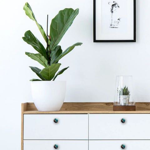 Fiddle leaf fig in white pot on dresser with 4 Pack Clear Crystal Glass Cabinet Knobs With Beachy Coral Pattern White Drawer Pulls.