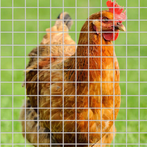 Chicken behind Two Sheets 1/4 Inch Welded Wire Mesh Roll 13.7 By 40 Inches Hardware Cloth Galvanized Cage Fence
