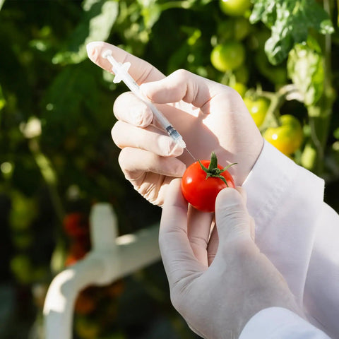 Close-up of hands using 100 Pack 1ml Syringe With 30G 5 By 16 Inch 8mm Needle on a tomato for lab experiments.