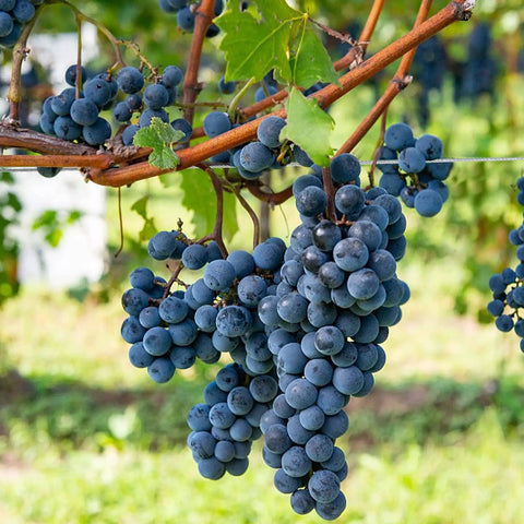 Clusters of ripe purple grapes hanging from vines in a vineyard, showing lush foliage and blue sky in the background.