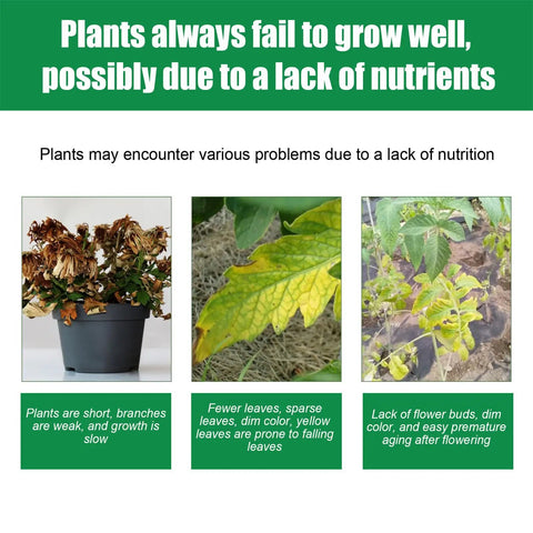 Signs of nutrient deficiency in plants with wilted leaves and slow growth.