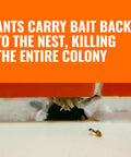 Ant carrying bait near wall crack, Liquid Ant Bait Stations For Indoor Control 12 Count Bait System That Attracts And Kills Ants Fast