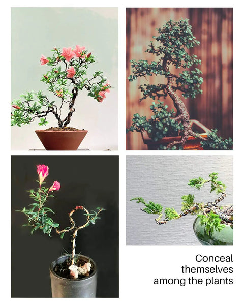 Four bonsai trees with Five Piece Pro Grade Bonsai Wire and Tool Kit With 164 Feet Aluminum Wire In 1mm 1.5mm and 2mm for styling.
