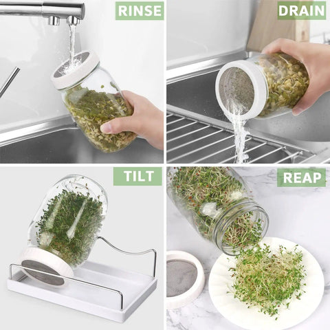 All In One Sprouting Jar Kit With Two Wide Mouth Mason Jars 316 Screen Sprout Lids Blackout Sleeves Tray And Stand For Growing Broccoli And Alfalfa At Home Seeds Not Included shown in use