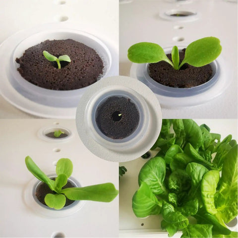 Cone Replacement Blocks for Hydroponic Sponges, 50-Piece Growing System Pods in action showing seedling growth stages