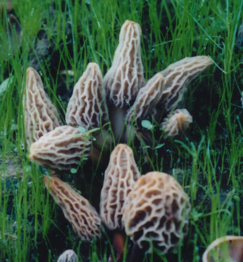 Grow Gourmet Morels At Home With This Easy Morchella Mushroom Kit For Backyard Growers Works In Any Soil Type Across The USA Full Instructions Outdoor Cultivation Made In The USA image showing white morel mushrooms in grass.