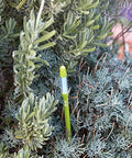 Large Green Sustee Aquameter Leave In Soil Moisture Sensor Pen Set Of 4 For 6 To 12 Inch Plant Pots With Continuous Readings Ideal For Indoor And Outdoor Plants in a succulent plant