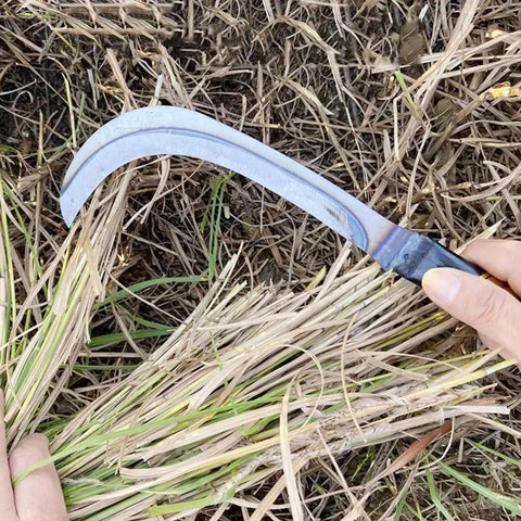 Person using Two Piece Japanese Style Garden Sickle Set with Steel Hand Sickles for Weeding and Lawn Care on dry grass.