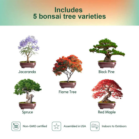Indoor Bonsai Tree Kit For Beginners Complete Growing Set With Live Plants showing 5 varieties: Jacaranda, Black Pine, Spruce, Flame Tree, Red Maple.