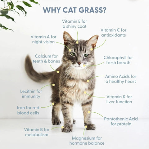 Long-haired gray tabby cat with text highlighting health benefits of cat grass, related to vitamins and minerals.