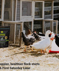 Lime Insect Deterrent 20Lb Outdoors Pest Barrier near chicken coop with ducks and chickens.