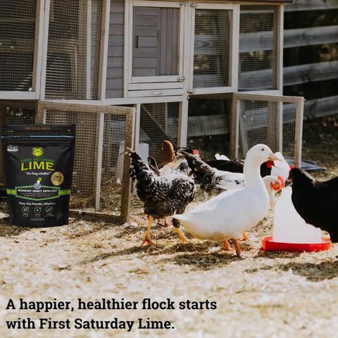 Lime Insect Deterrent 20Lb Outdoors Pest Barrier near chicken coop with ducks and chickens.