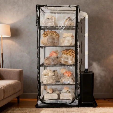 Indoor Mushroom Grow Tent Kit With Sturdy Racks For Trays And Fruiting Blocks, set up in a living room, mini greenhouse visible