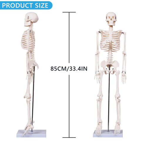 Realistic 33.4 Inch Human Skeleton Model With Metal Stand Removable Arms And Legs Anatomy Study Kit For Students
