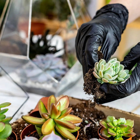 Person wearing Black Vinyl Gloves Small 50 Pack 3 Mil Powder Free Latex Free Disposable Exam Gloves for gardening with succulents