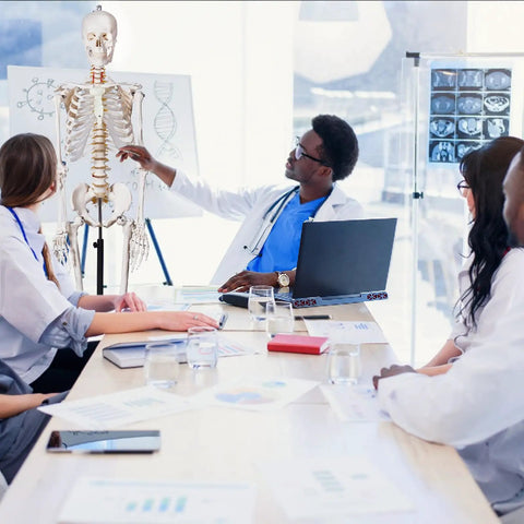 Medical students studying with Life Size Skeleton Model With Nervous System For Med Students, 70.8 Inch Human Skeleton, 206 Bones