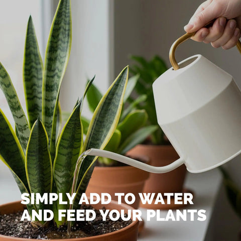 Fuel Your Houseplants With This Complete Liquid Plant Food Promotes Lush Growth Dense Roots And Bright Foliage Super Simple Eight Ounce Mix watering snake plant in a pot