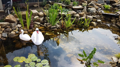 Decorative pond with swans and aquatic plants, rocky border, and vibrant foliage reflecting in calm water.