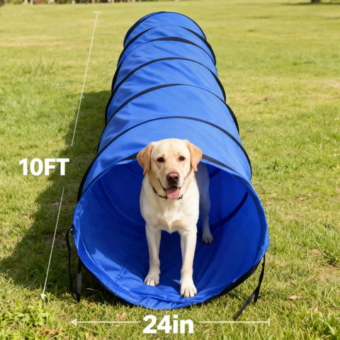 Labrador in blue Foldable 10 Foot Dog Agility Tunnel With Carry Bag And Ground Spikes on grass, 24-inch entrance diameter.
