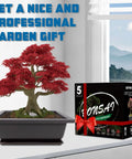 Bonsai tree with red leaves in a pot next to a Five Seed Bonsai Starter Kit box to grow Acacia, Wisteria, Sakura, Red Maple, Black Pine.
