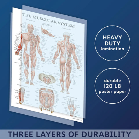 Muscular system poster from Sixteen Pack Anatomy Posters Set Laminated 18 By 24 Inches with annotations and male diagram.
