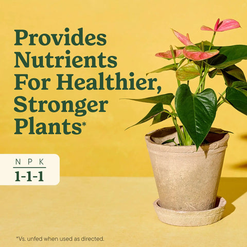 Straight Fire Liquid Plant Food For Indoor Houseplants And Potted Greens With Fast Absorbing Nutrients To Give Your Greenery A Dope Boost And Build Rock Solid Roots For Zero Sweat Care 8 Fl Oz Two Pack, potted plant on yellow background.
