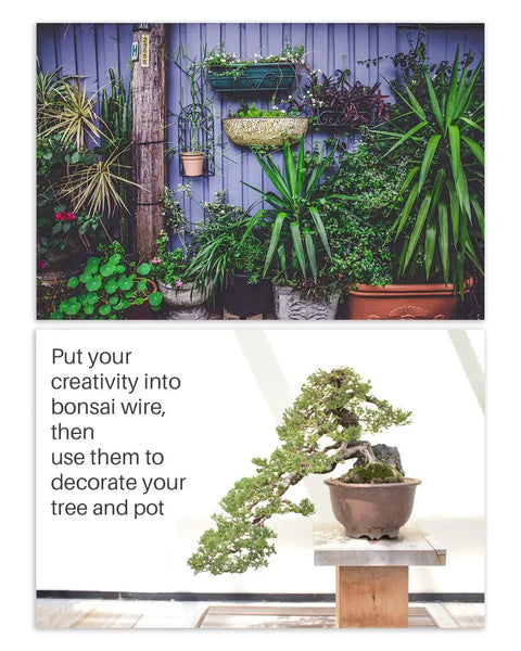 Five Piece Pro Grade Bonsai Wire and Tool Kit used on potted bonsai, highlighted against a wall with lush green plants.