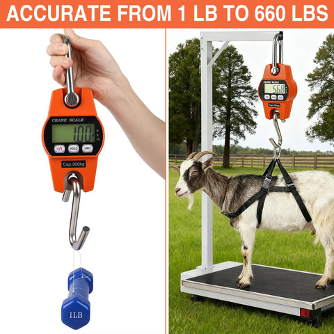 Heavy Duty Digital Crane Scale 660 Pound Capacity With Slick Backlit Lcd Screen weighing a goat outdoors.