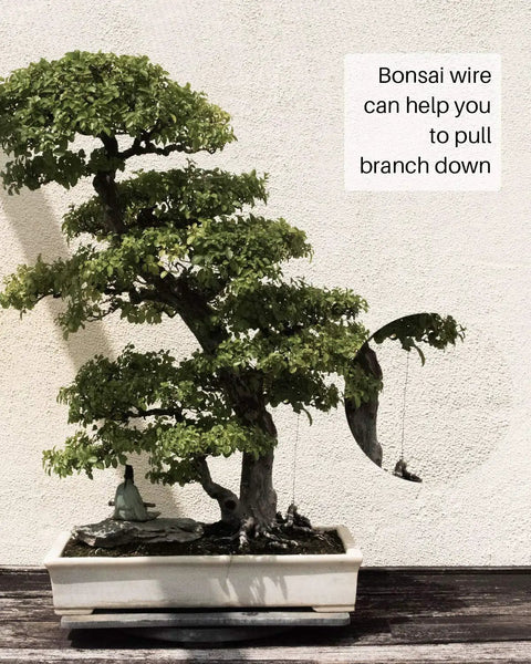 Five Piece Pro Grade Bonsai Wire and Tool Kit With 164 Feet Aluminum Wire bends bonsai branch for shaping.