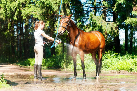 Garden hose, blue rubber 5/8 inch, used to wash a horse outdoors.