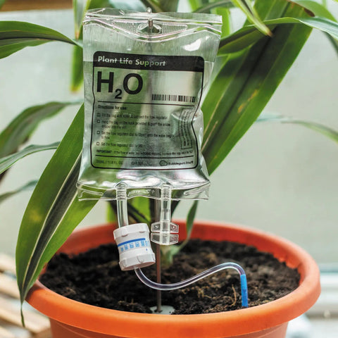 Automatic Indoor Plant Watering System That Keeps Your Houseplants Alive While You Vacation No Fuss Low Maintenance Hands Off Watering IV bag