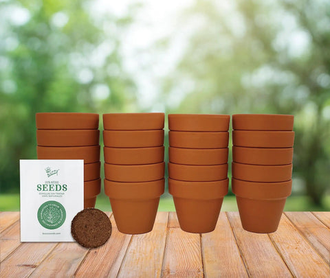 Bulk Daisy Planting Kit With 20 Genuine Terracotta 5cm Pots, Soil Pellets, And Seed Packets For Easy Planting on a wooden table.