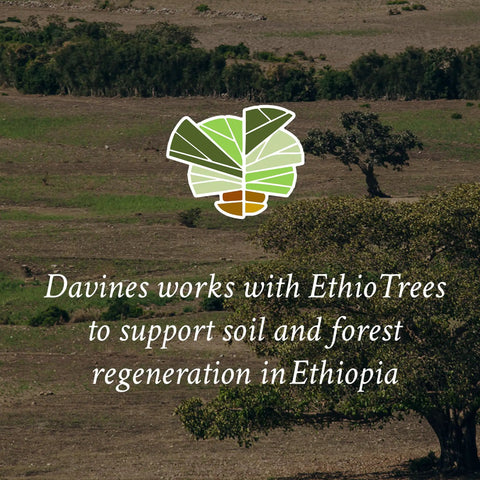 Davines works with EthioTrees for soil regeneration in Ethiopia, featuring lush greenery and a large tree.
