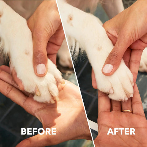 Before and after using Pet Nail Grinder And Trimmer Kit Cordless And Rechargeable For Dogs Cats And Small Animals with nail guard.