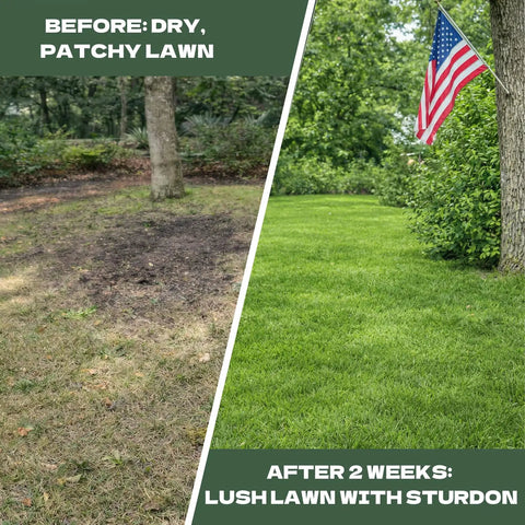 Comparison of a dry lawn before using compost spreader and a lush lawn after 2 weeks with flag and trees in background