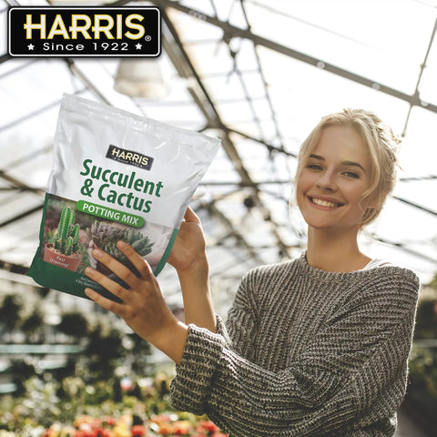 Person holding Fast Draining Succulent And Cactus Potting Soil Mix With Added Nutrients For Healthy Roots, 4 Quarts bag indoors.