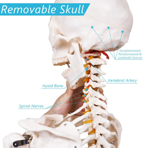 Life Size Human Skeleton Model With Nervous System 206 Articulated Bones 70.8 Inch Rolling Stand with removable skull feature