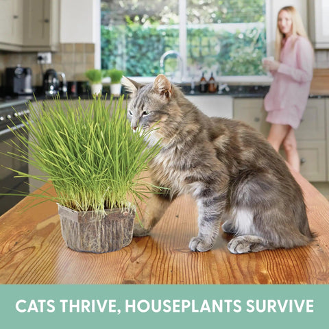 Cat next to Indoor Cat Grass Kit For Healthy Digestion And Hairball Control Organic Cat Grass Seeds With Soil in kitchen