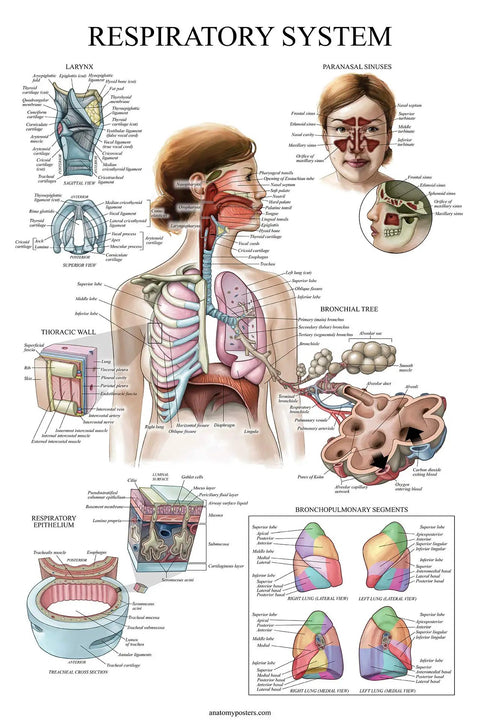 Respiratory system chart from Sixteen Pack Anatomy Posters Set Laminated 18 By 24 Inches, detailed anatomy illustration for study.
