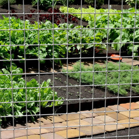 Two Sheets 1/4 Inch Welded Wire Mesh Roll 13.7 By 40 Inches Hardware Cloth Galvanized Cage Fence Protecting a Garden
