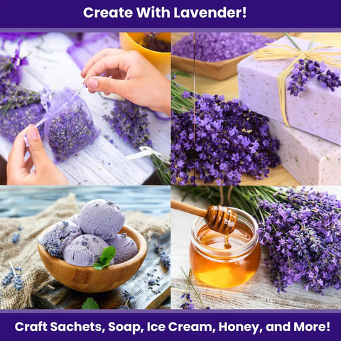 English Lavender Seeds For Indoor And Outdoor Planting With High Germination, Non-GMO Heirloom Herb Seeds, Fragrant Blooms For Gardens, Borders And Containers, Sweet Starter Kit 1 Pack
