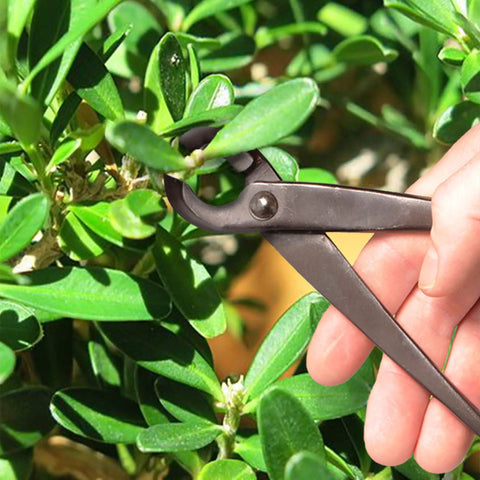 Solid Bonsai Tools Essentials Set With 8 Inch Concave Cutter And 7 Inch Heavy Duty Shear For Precise Trimming Hand Forged Carbon Steel Blades Ergonomic Grip Great For Beginners And Pros, close-up trimming bonsai leaves