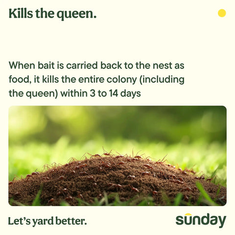 Ant mound in grass for Fast Fire Ant And Harvester Ant Killer Granules, Bio Based Ant Bait That Carries To The Queen product.