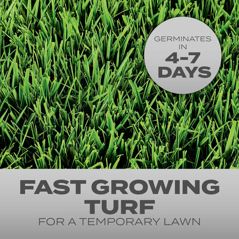 Quick Fix Grass Seed Mix Rapidly Patches Up Bare Lawn Sections Within Four To Seven Days 99 Percent Weed Free grass close-up.